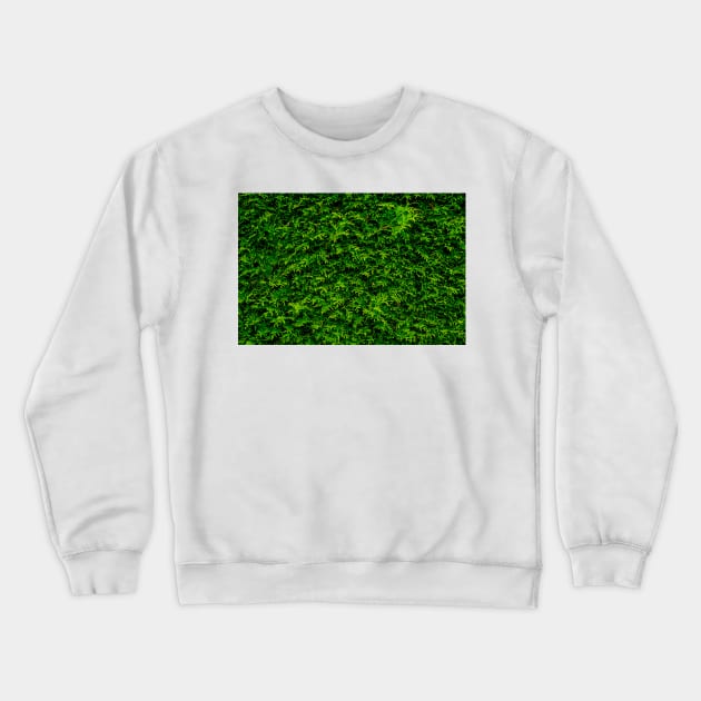 Coniferous Crewneck Sweatshirt by arc1